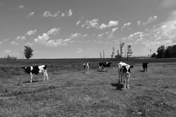 Steers Fed Pasture Pampa Argentina — Stock Photo, Image