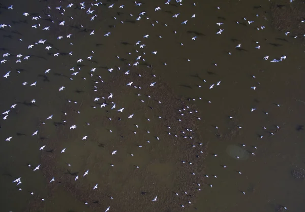 Flamingos Patagônia Vista Aérea — Fotografia de Stock