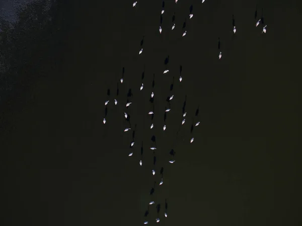 Flamencos Patagonia Vista Aérea — Foto de Stock