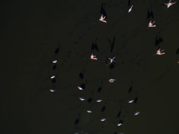 Flamingos Patagônia Vista Aérea — Fotografia de Stock