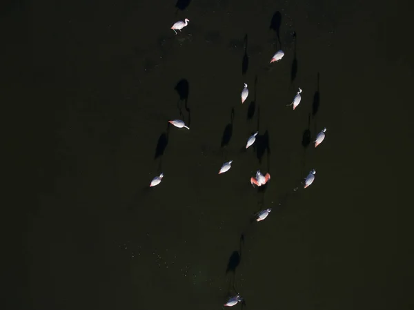 Flamingos Patagônia Vista Aérea — Fotografia de Stock