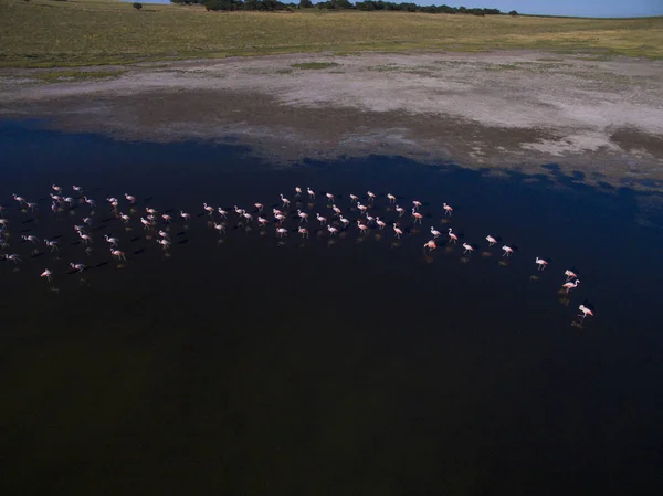 Flamingos Patagonien Luftaufnahme — Stockfoto