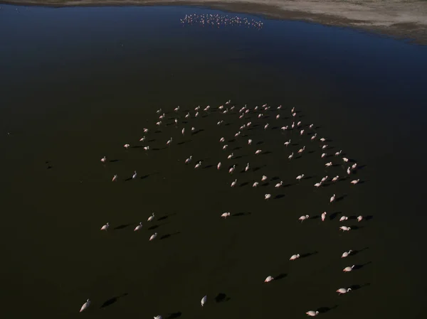 Flamingos Patagonien Luftaufnahme — Stockfoto