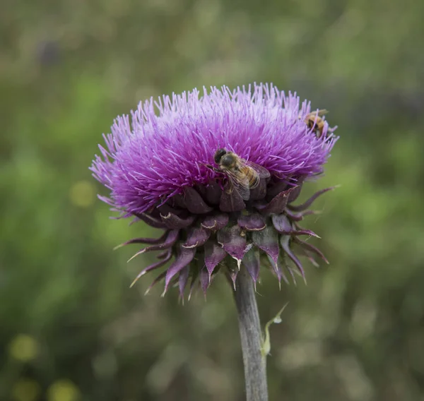 Abejorro Cardo Patagonia — Foto de Stock