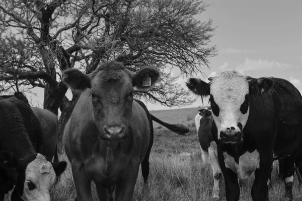 Steers Fed Paure Pampa Argentina — Fotografia de Stock