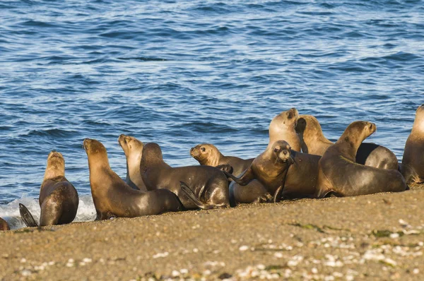 Mother Baby Sea Lion Patagonia — Stock Photo, Image