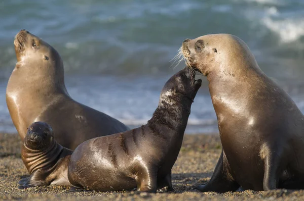 Mor Och Baby Sjölejon Patagonia — Stockfoto