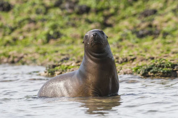 Madre Bebé Lobo Marino Patagonia — Foto de Stock