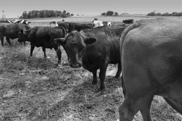 Steers Fed Pasure Pampa Argentina — Foto Stock