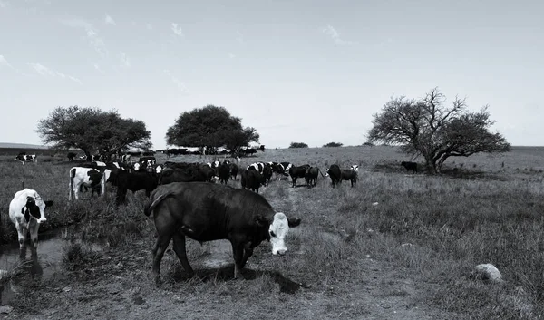 Volů Krmil Pastvině Pampa Argentina — Stock fotografie