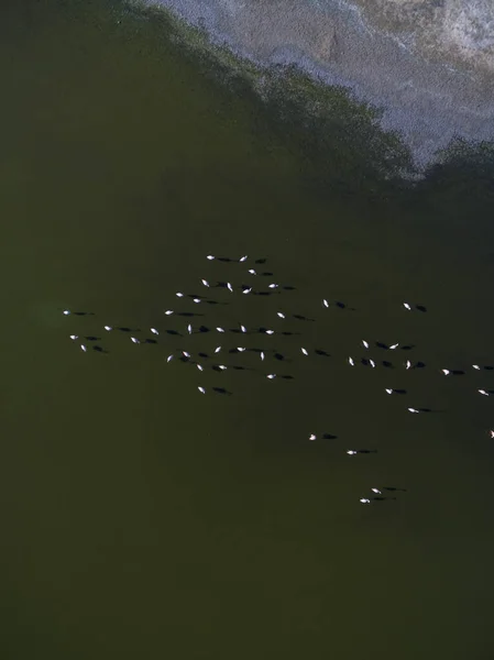 Патагонії Пташиного Flamingos — стокове фото