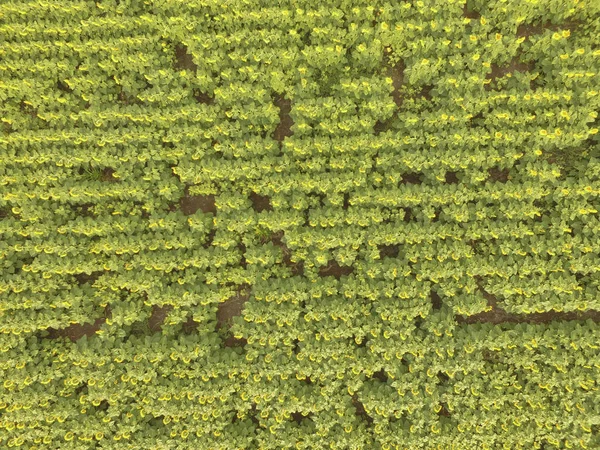 農地作物の空中風景 — ストック写真