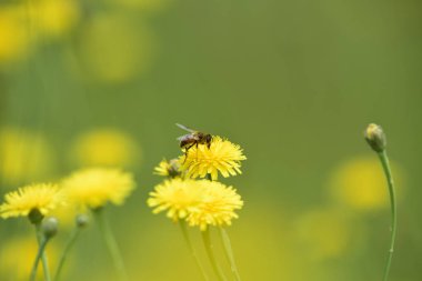 Yaban-arısı bir thistle, Patagonya üzerine