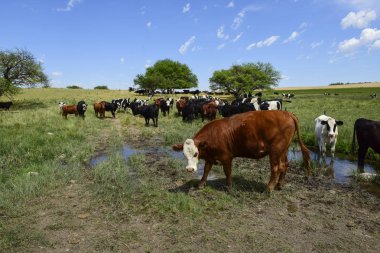 Mera, La Pampa, Argentina ederek beslenen