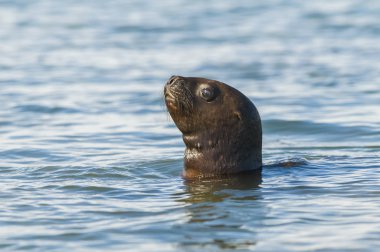 Deniz Aslanı yavrusu, Patagonya Arjantin