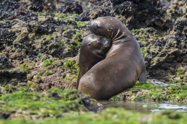 Sea Lion pup , Patagonia Argentina clipart