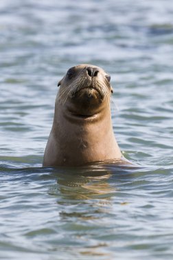 Deniz Aslanı yavrusu, Patagonya Arjantin
