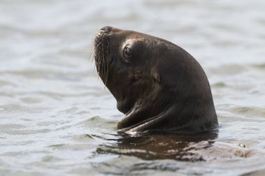 Deniz Aslanı yavrusu, Patagonya Arjantin