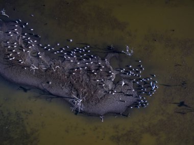 Kuşlar, doğal hava görünümünü sürüsü