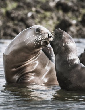 Anne ve bebek deniz aslanı, Patagonya