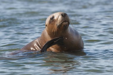 Sea Lion pup , Patagonia Argentina clipart