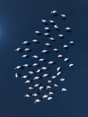 Flamingos in patagonia , Aerial View clipart