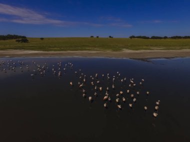 Flamingolar Patagonya'da, havadan görünümü