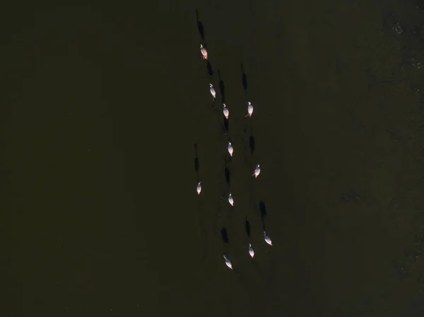 Flamingos Patagônia Vista Aérea — Fotografia de Stock