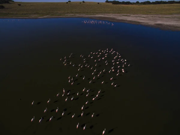 Flamingos Patagônia Vista Aérea — Fotografia de Stock