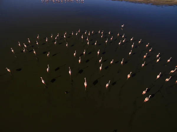 Flamingi Patagonii Widok Lotu Ptaka — Zdjęcie stockowe