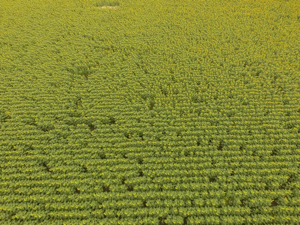 Aerial view of Pampas Landscape with sunflowers, La Pampa, Argentina