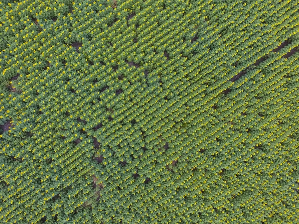Vzdušné Zobrazení Pamas Krajina Slunečnic Pampa Argentina — Stock fotografie