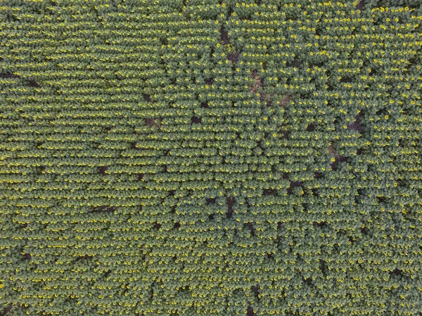 Flygvy Över Pampas Landskap Med Solrosor Pampa Argentina — Stockfoto