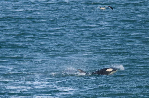 Orca Atakuje Lwy Morskie Patagonia Argentina — Zdjęcie stockowe