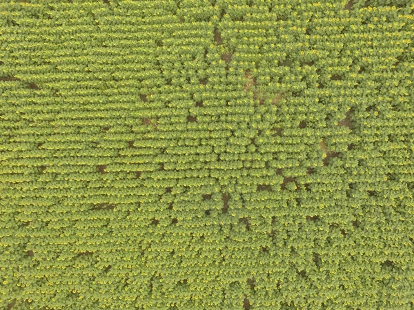 Ayçiçeği Ile Pampas Manzara Havadan Görünümü Pampa Arjantin — Stok fotoğraf