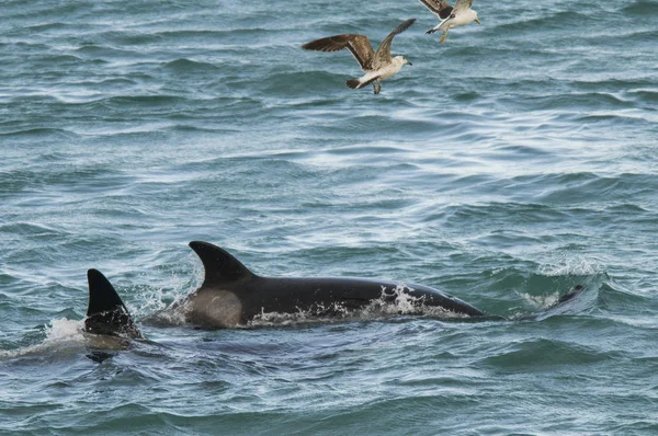 Orca attacking sea lions, Patagonia Argentina