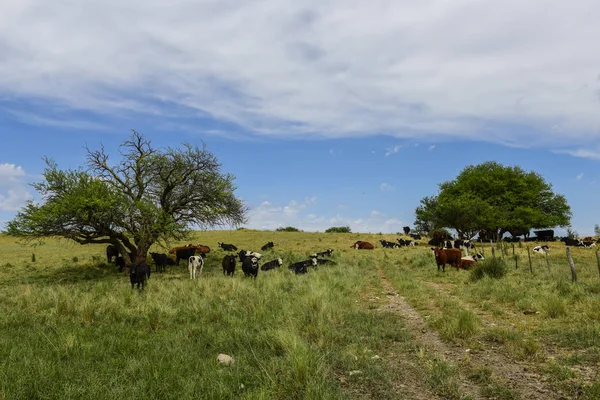 Steers Fed Pasure Pampa Argentina — Foto Stock