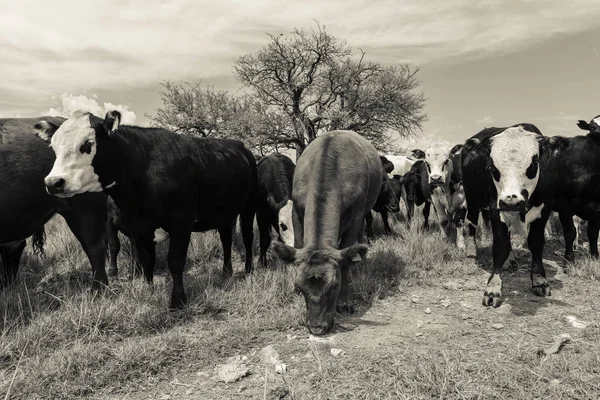 Volů Krmil Pastvině Pampa Argentina — Stock fotografie