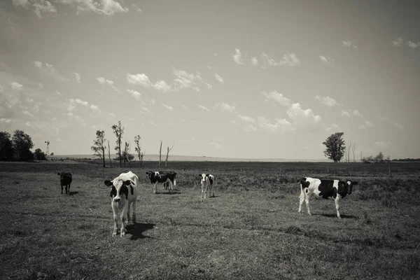 Steers Fed Paure Pampa Argentina — Fotografia de Stock