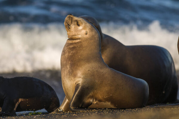 Mother and baby sea lion, Patagonia
