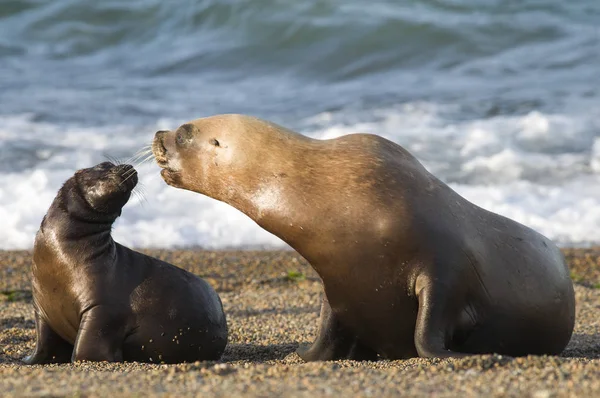 Mutter Und Baby Seelöwe Patagonien — Stockfoto