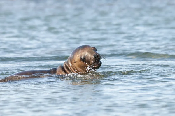 Madre Bebé Lobo Marino Patagonia — Foto de Stock