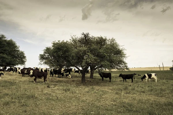 Ochsen Ernähren Sich Von Weide Pampa Argentinien — Stockfoto