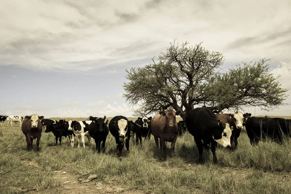 Volů Krmil Pastvině Pampa Argentina — Stock fotografie