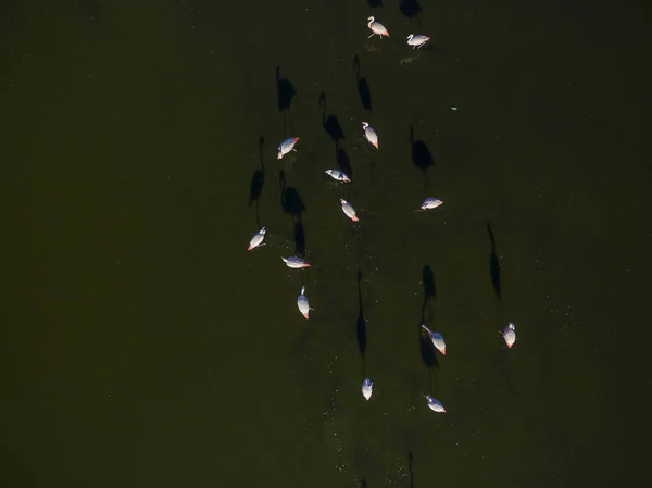 Flamingos Patagônia Vista Aérea — Fotografia de Stock