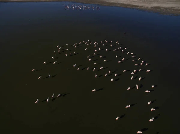 Flamingos Patagonia Aerial View — Stock Photo, Image