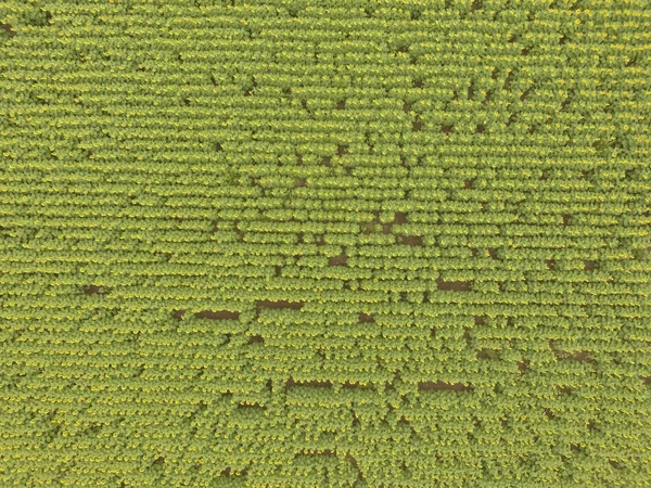 Aerial Landscape Farmland Crops — Stock Photo, Image