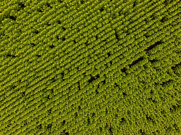 Aerial Landscape Farmland Crops — Stock Photo, Image