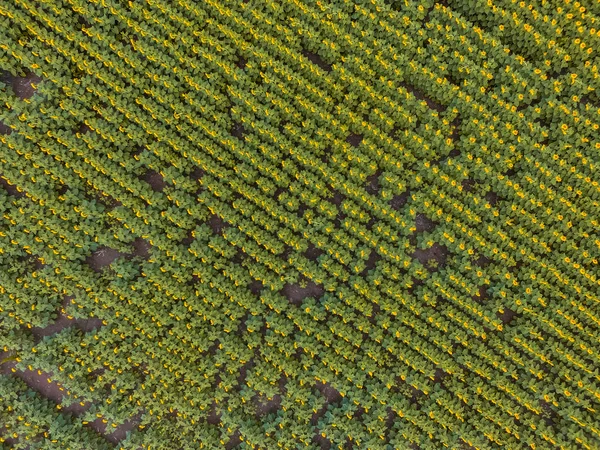 Tarım Arazisi Ekinlerinin Havadan Manzarası — Stok fotoğraf