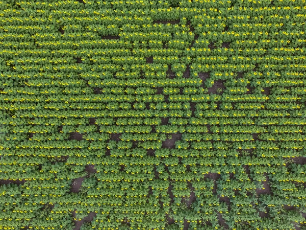 Paysage Aérien Des Cultures Agricoles — Photo